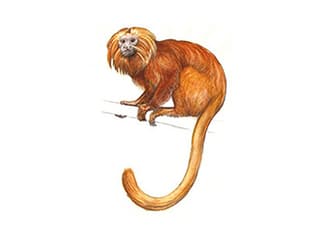 Illustration Goldgelbes Löwenäffchen