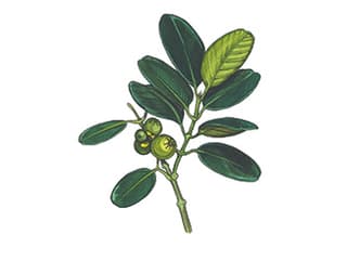Illustration Wilde Mangostane
