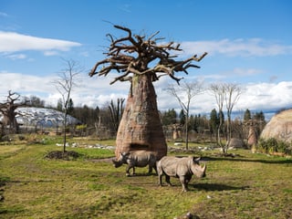 Nashörner_Baobab