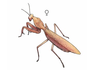 Illustration Riesenschildmantis