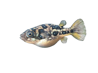 Illustration Dwarf pufferfish 