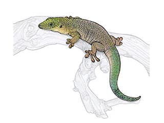 Querstreifen-Taggecko