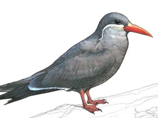 Illustration Inkaseeschwalbe