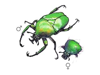 Illustration Blumenkäfer