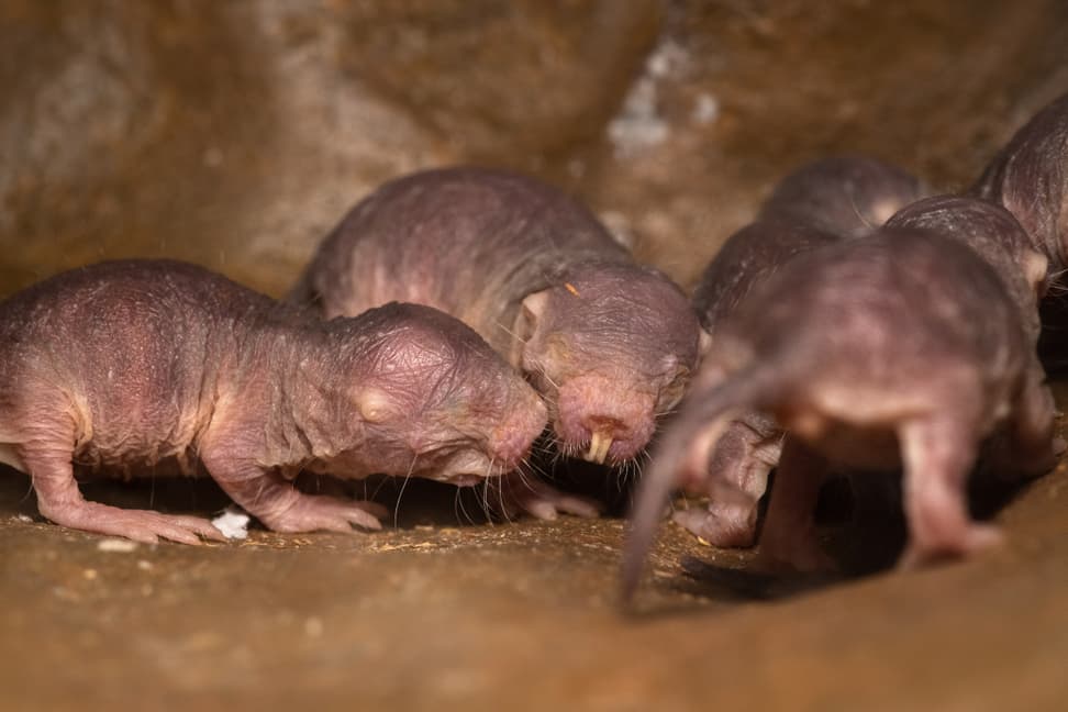 Nacktmulle in der Lewa Savanne des Zoo Zürich.