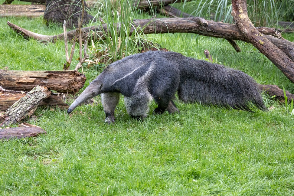 Grosser Ameisenbär im Zoo Zürich