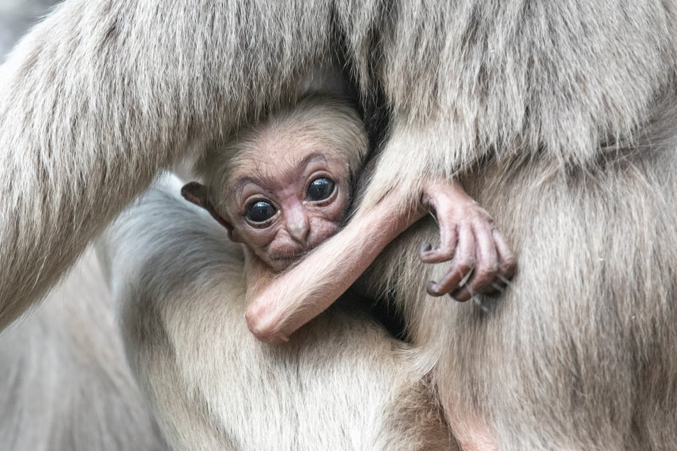 Junger Kappengibbon im Zoo Zürich.