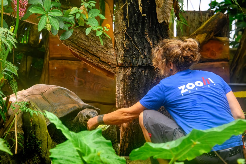 Tierpflegerin Daniel Kollmuss mit einer Aldabra-Riesenschildkröte im Masoala Regenwald des Zoo Zürich.