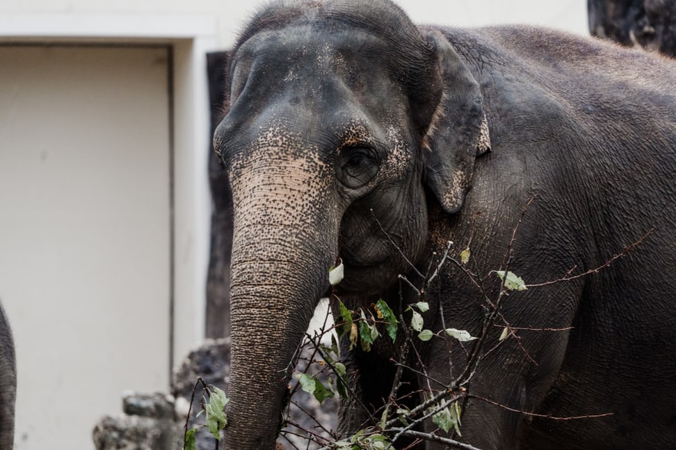 Elefant Panang im Münchener Tierpark Hellabrunn