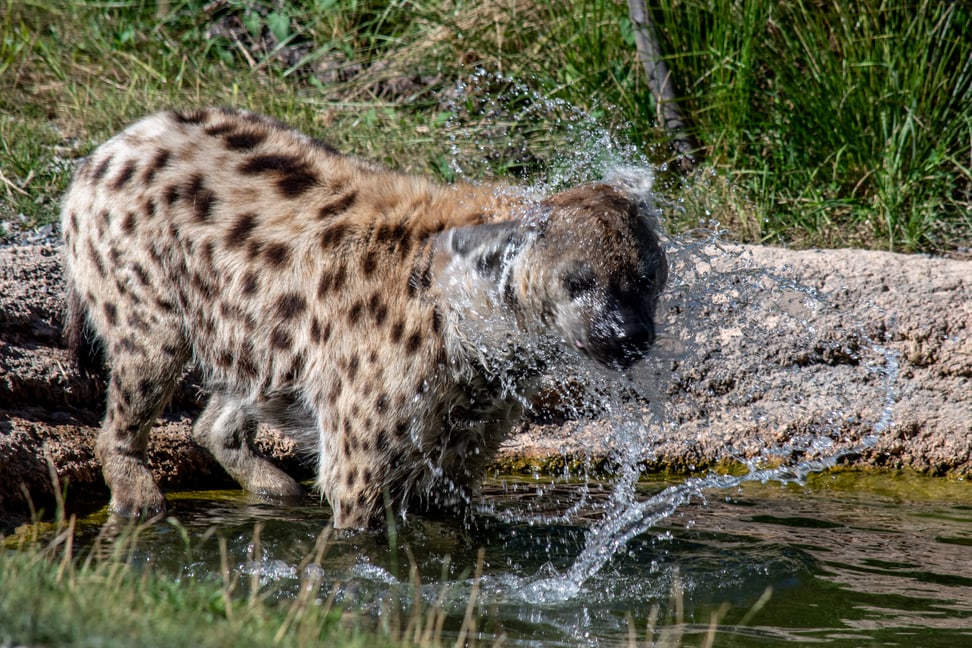 Tüpfelhyäne Tesi in der Lewa Savanne des Zoo Zürich.