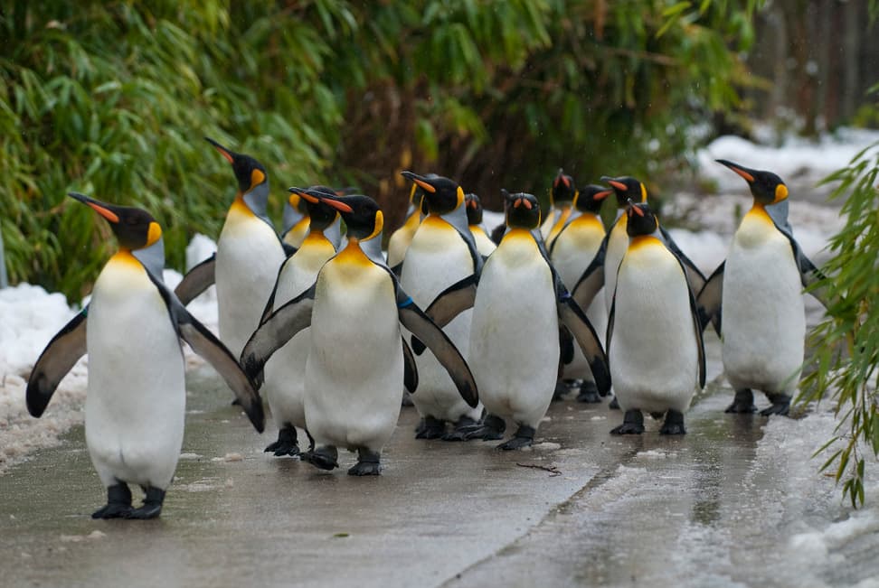 Foto: Zoo Zürich, Karsten Blum Königspinguine beim Spaziergang im Zoo Zürich.