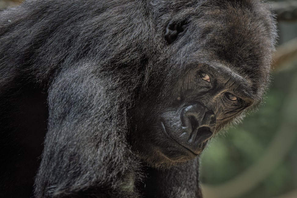 Westliches-Flachlandgorilla-Weibchen Virunguita im Zoo Zürich.