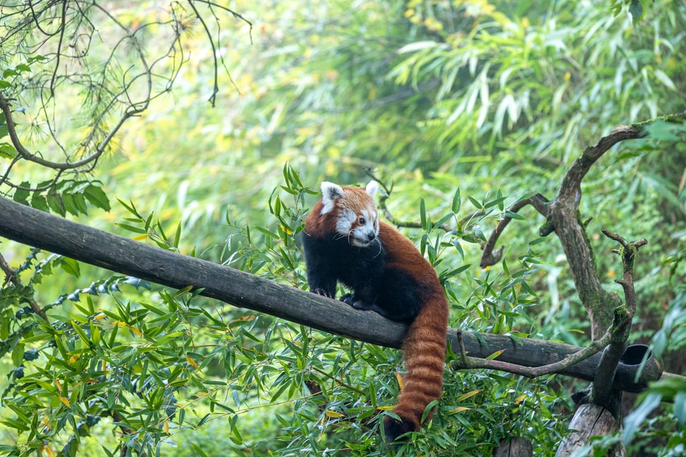 Kleiner Panda im Zoo Zürich.