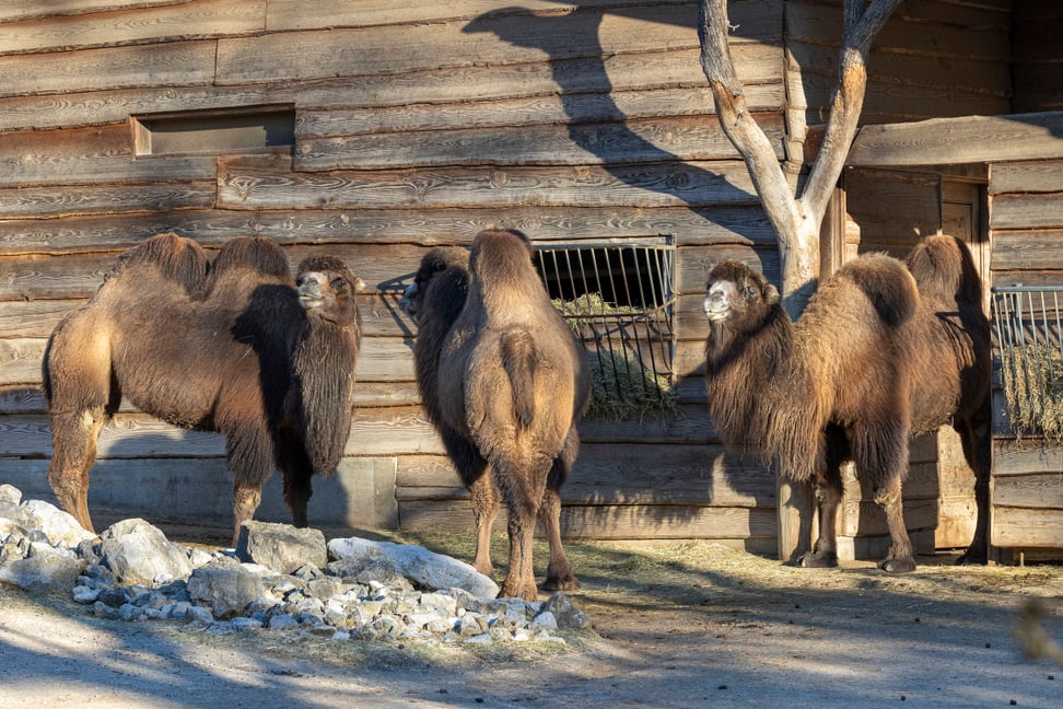 Trampeltiere im Zoo Zürich (2022). 