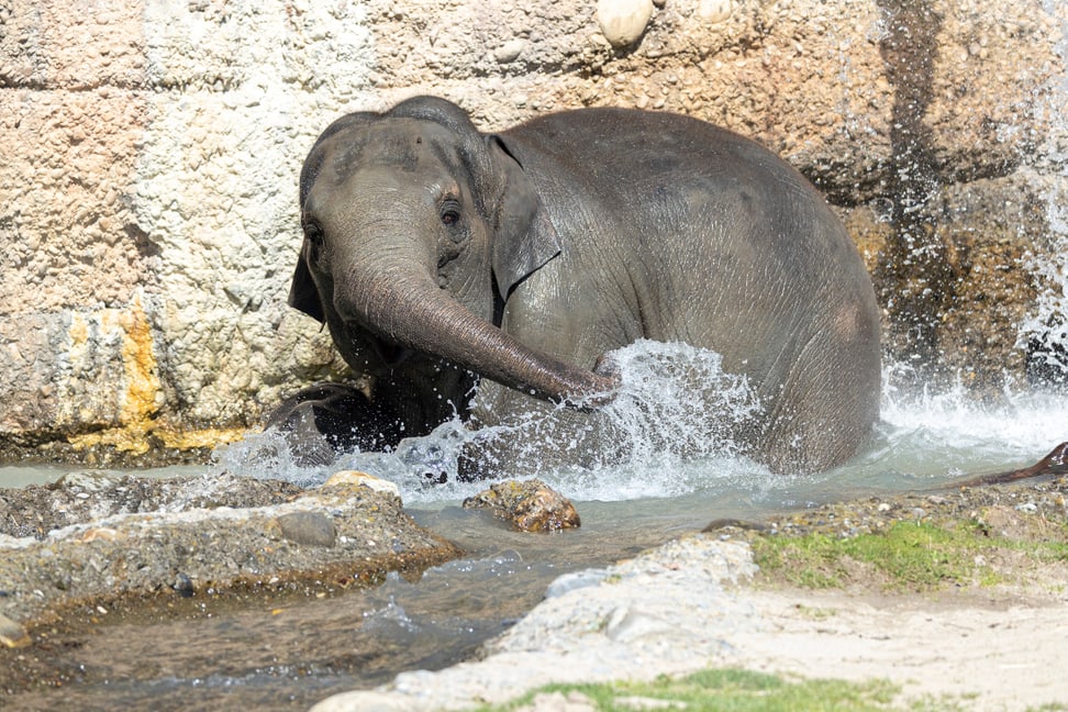 Asiatische Elefantenkuh Omysha beim Baden im Kaeng Krachan Elefantenpark des Zoo Zürich.