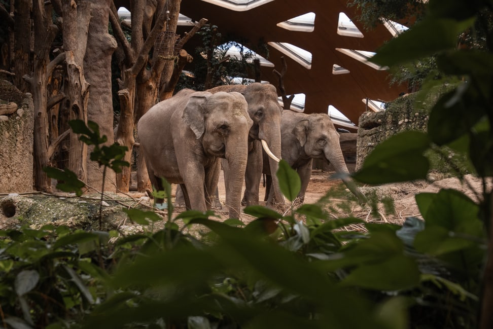 Asiatische Elefanten im Kaeng Krachan Elefantenpark des Zoo Zürich.