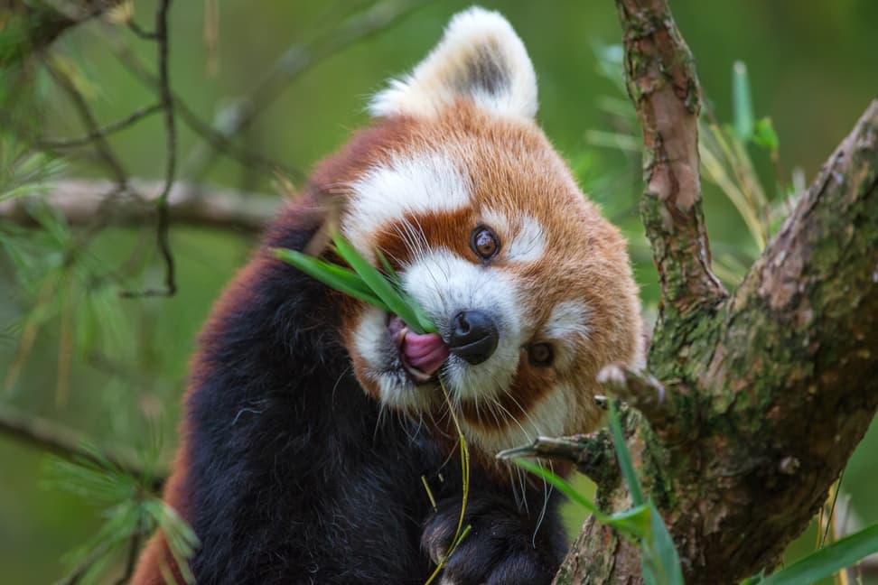 Foto: Zoo Zürich, Enzo Franchini Kleiner Panda im Zoo Zürich.