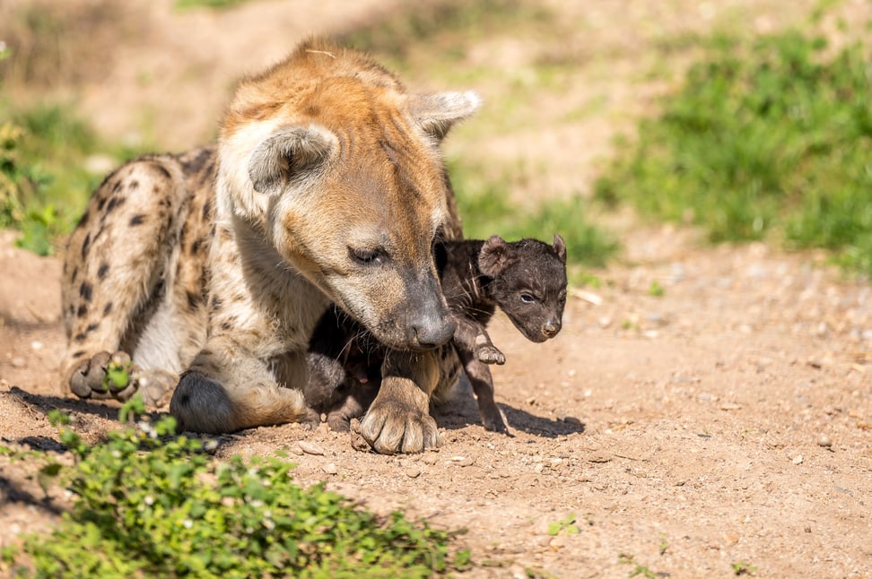 Tüpfelhyäne Tesi mit Jungtier in der Lewa Savanne des Zoo Zürich.