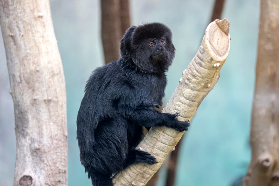 Foto: Zoo Zürich, Enzo Franchini Springtamarin im Zoo Zürich.