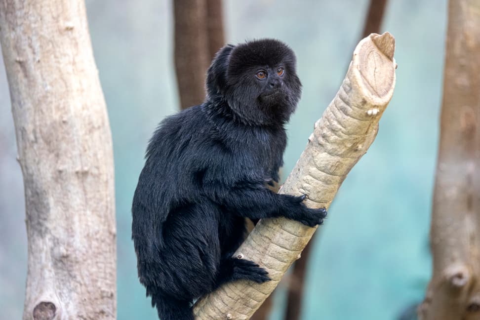 Springtamarin im Zoo Zürich.