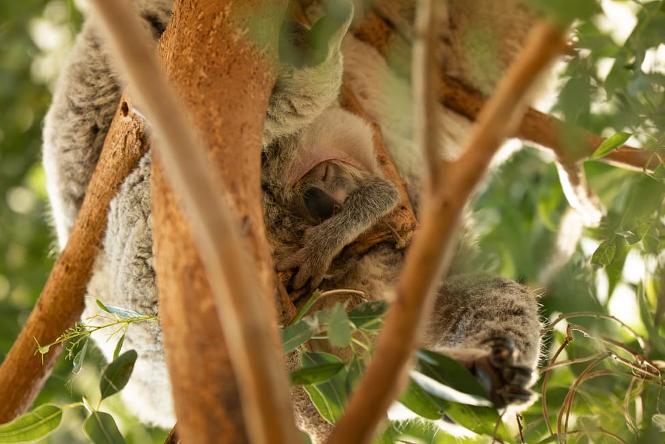 Koala Téa mit Jungtier im Zoo Zürich.