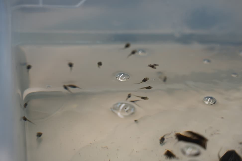 Kaulquappen des Orangeaugen-Laubfroschs in der Forschungsstation des Zoo Zürich.