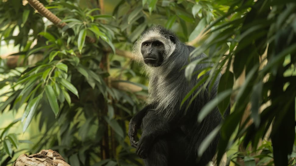 Bärenstummelaffe im Zoo Zürich