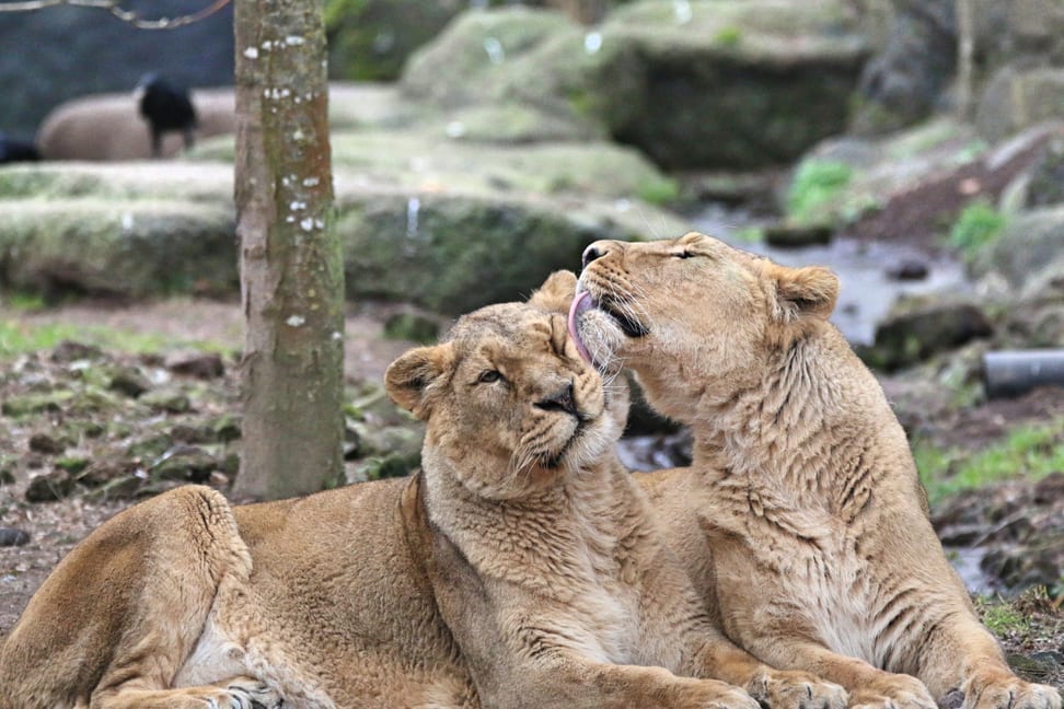 Asiatic lions Kalika (l.) and Jeevana at Zoo Zurich (2018).