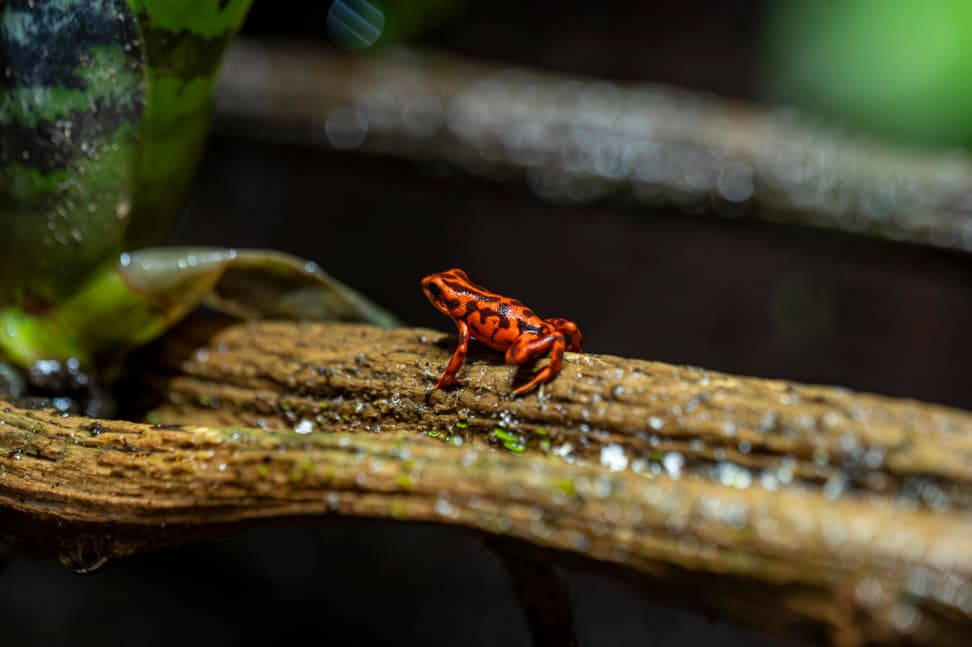 Junger Vicente-Baumsteiger in der Forschungsstation des Zoo Zürich.