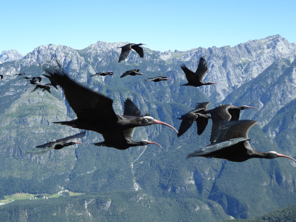 Bild: C. Esterer | Copyright Waldrappteam, LIFE Northern Bald Ibis Juvenile Waldrappen beim Vogelzug.