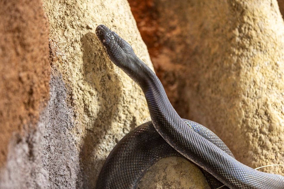 Foto: Zoo Zürich, Enzo Franchini Savu-Python im Australienhaus des Zoo Zürich.