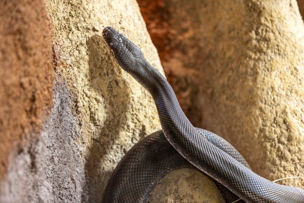 Savu-Python im Australienhaus des Zoo Zürich.