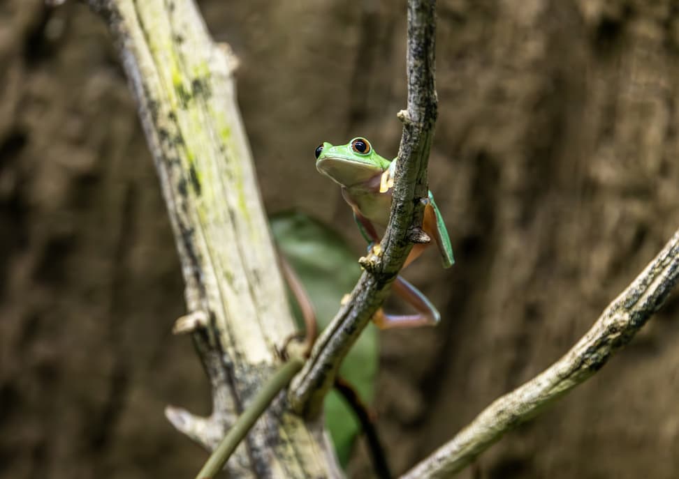 Orangeaugen-Laubfrosch im Zoo Zürich.
