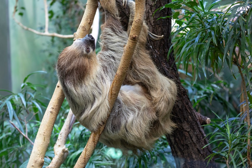 Zweifinger-Faultier im Zoo Zürich.