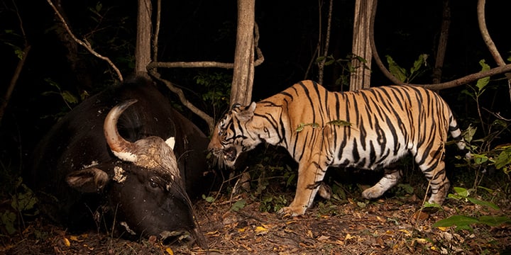 Foto: WCS Thailand Tiger in Thailand