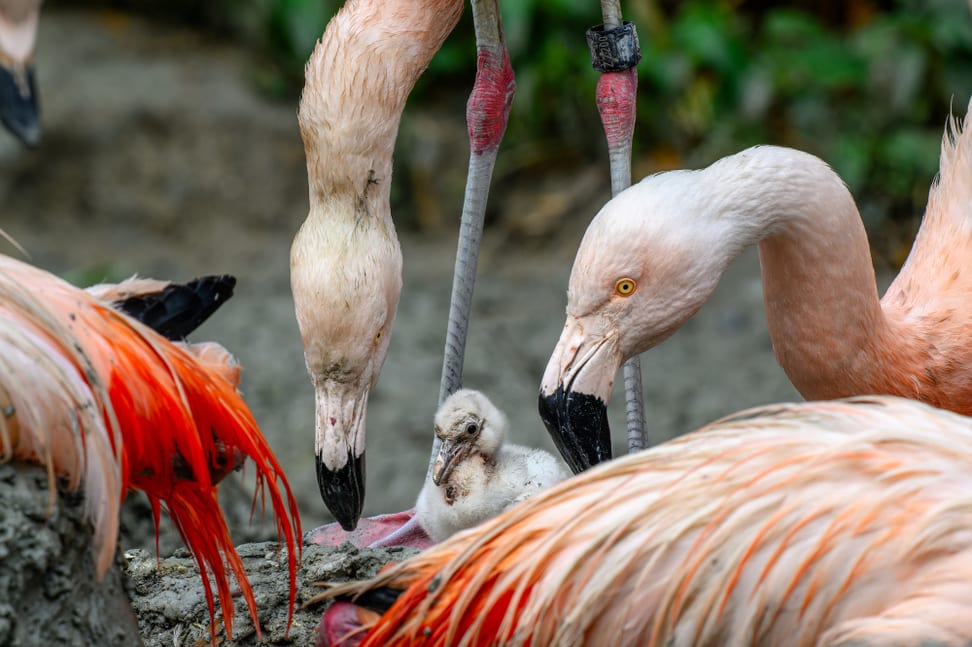 Flamingo-Jungtier im Zoo Zürich. 