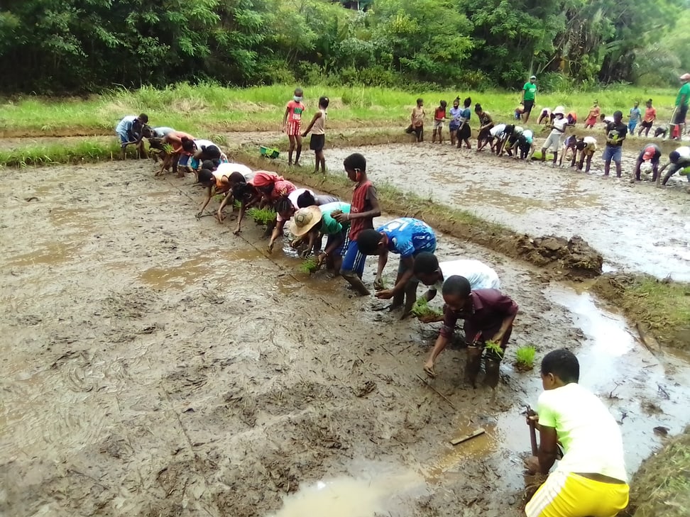 Unterricht in nachhaltigem Reisanbau.