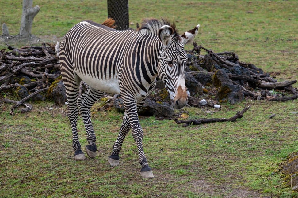 Grevyzebrahengst Rashidi auf der Lewa Savanne im Zoo Zürich.