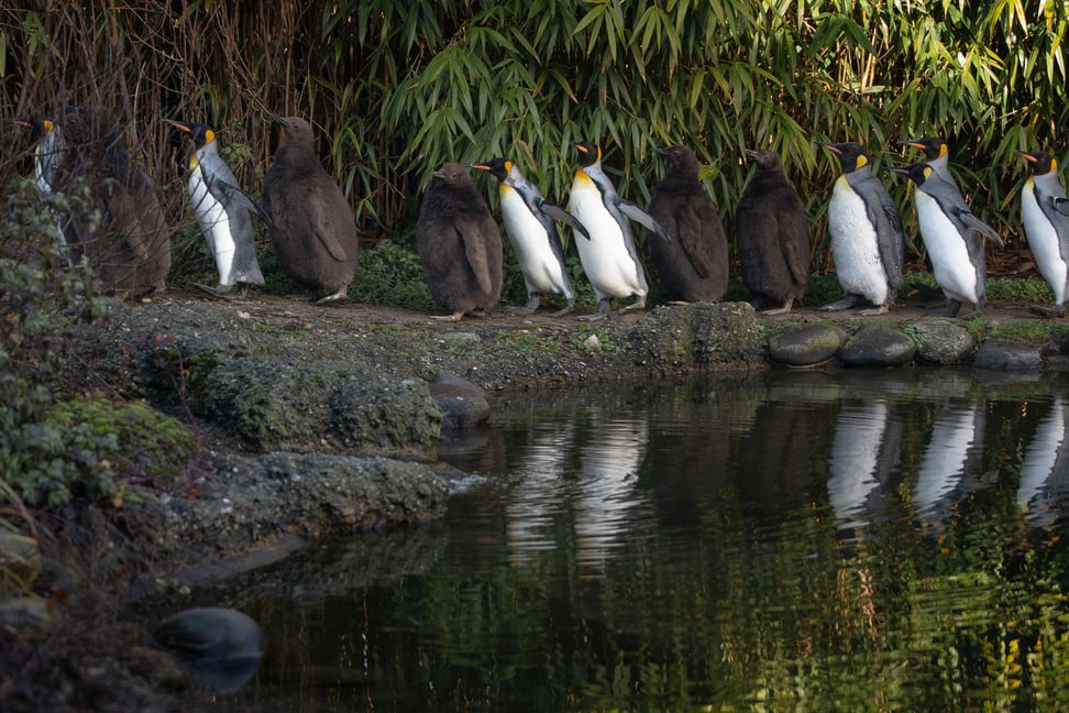Königspinguine mit Küken 
