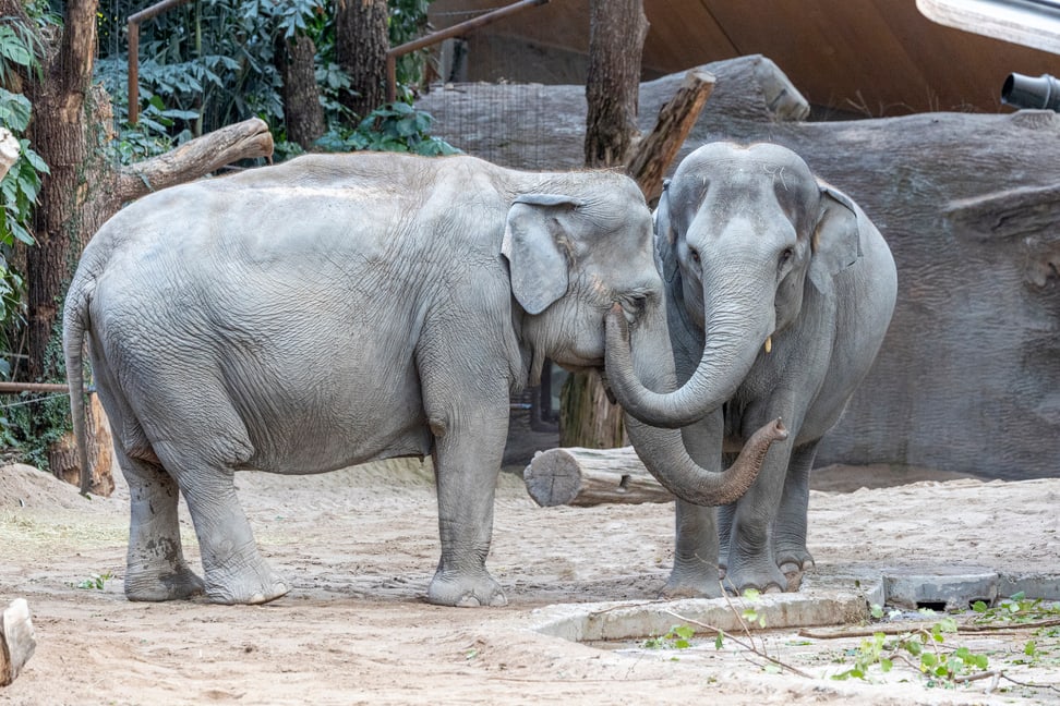 Asiatische Elefanten Ceyla-Himali (l.) und Farha im Kaeng Krachan Elefantenpark des Zoo Zürich.