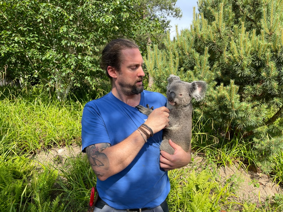 Tierpfleger Philipp Lederle macht einen Spaziergang durch den Zoo mit Koala Uki.