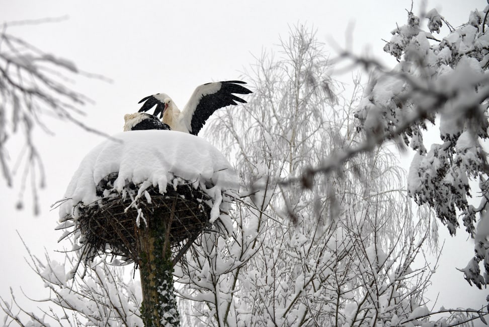Foto: Zoo Zürich, Nicole Schnyder Europäische Weissstörche im Zoo Zürich am 15.1.2021.