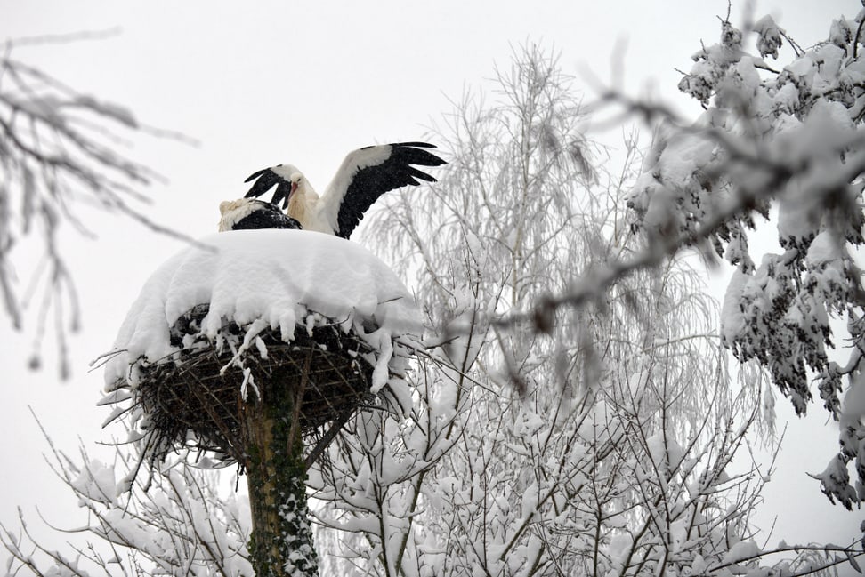 Europäische Weissstörche im Zoo Zürich am 15.1.2021.