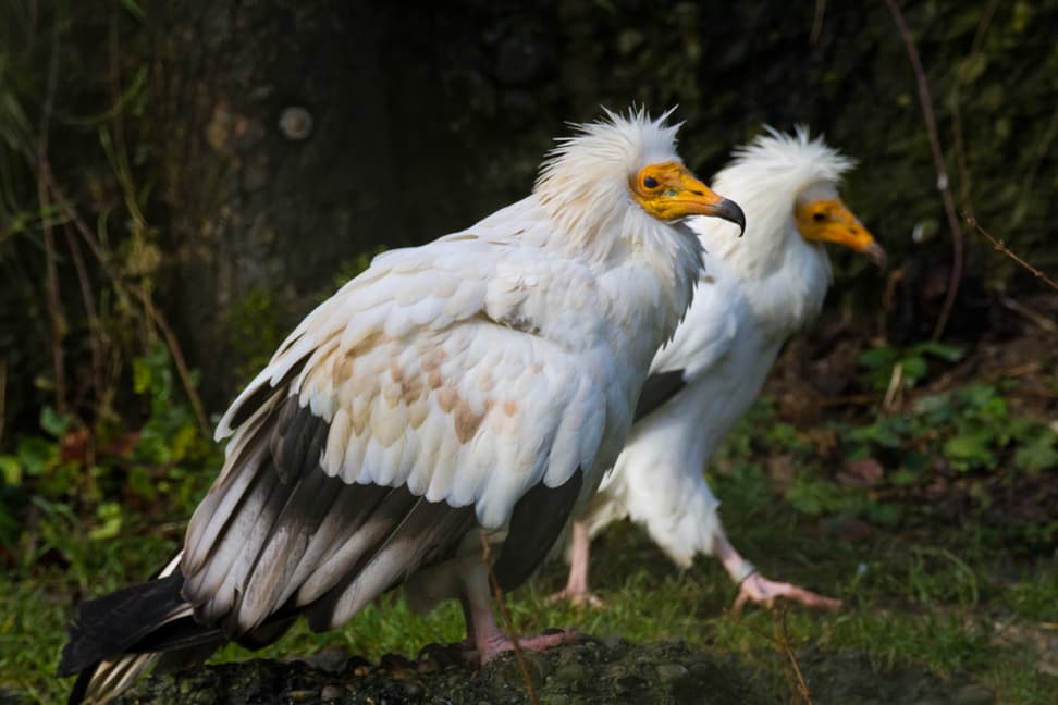 Schmutzgeier im Zoo Zürich