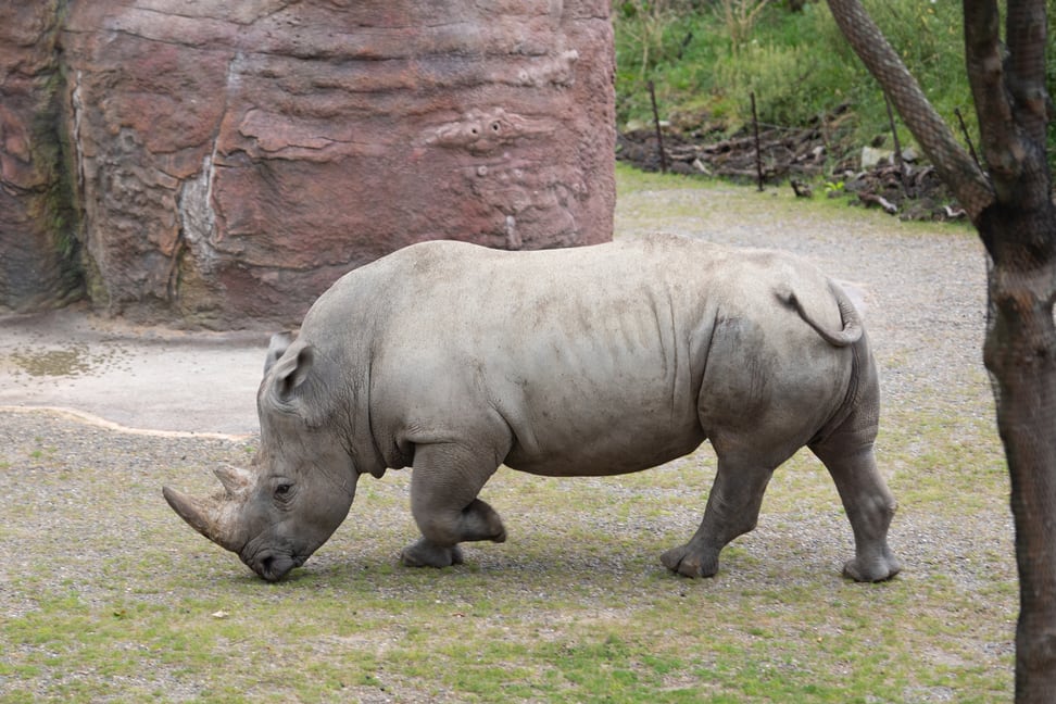 Breitmaulnashornbulle Kimba auf dem Winterplatz der Lewa Savanne.