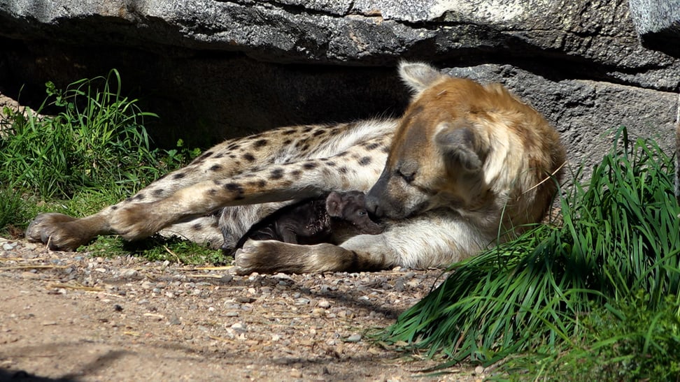 Foto: Zoo Zürich, Nicole Schnyder Tüpfelhyäne Tesi mit ihrem Jungtier.