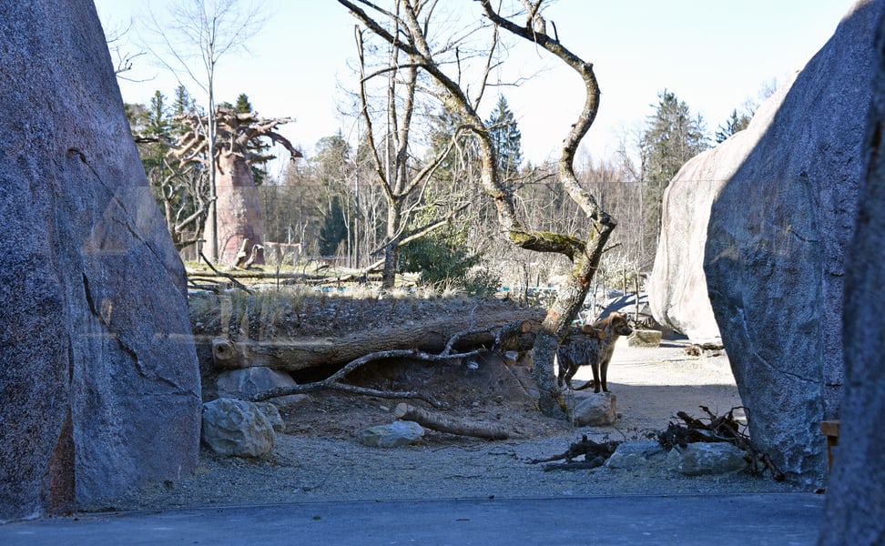 Einblick Hyänenanlage in der Lewa Savanne im Zoo Zürich. 