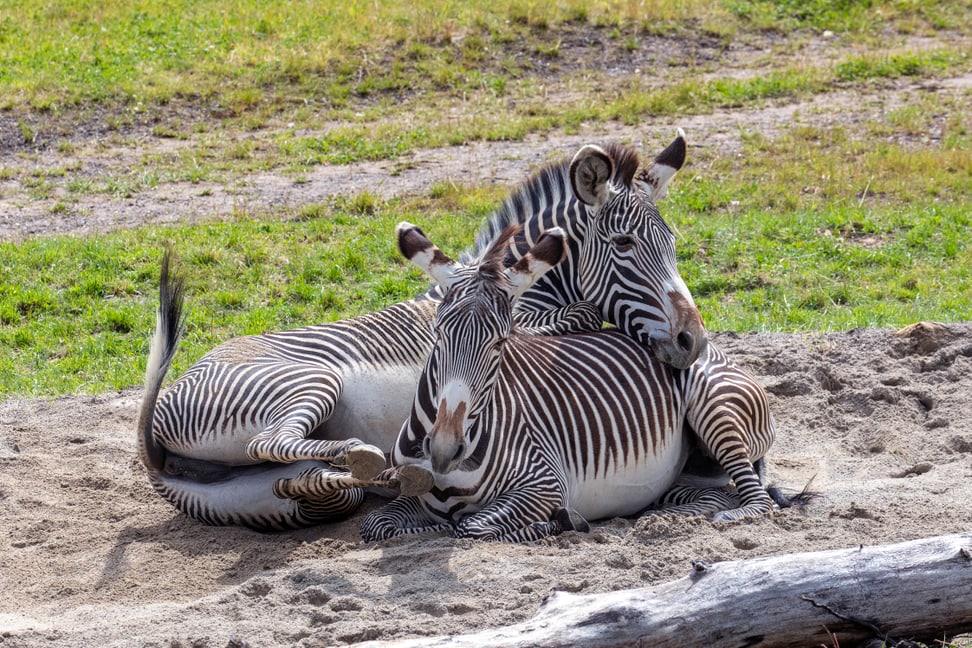 Grevyzebras in der Lewa Savanne im Zoo Zürich.