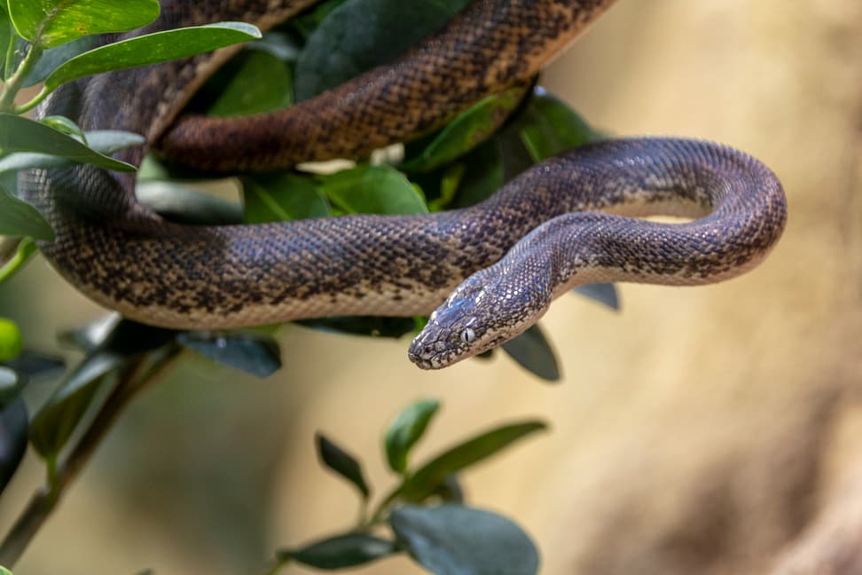 Savu-Python im Australienhaus des Zoo Zürich.