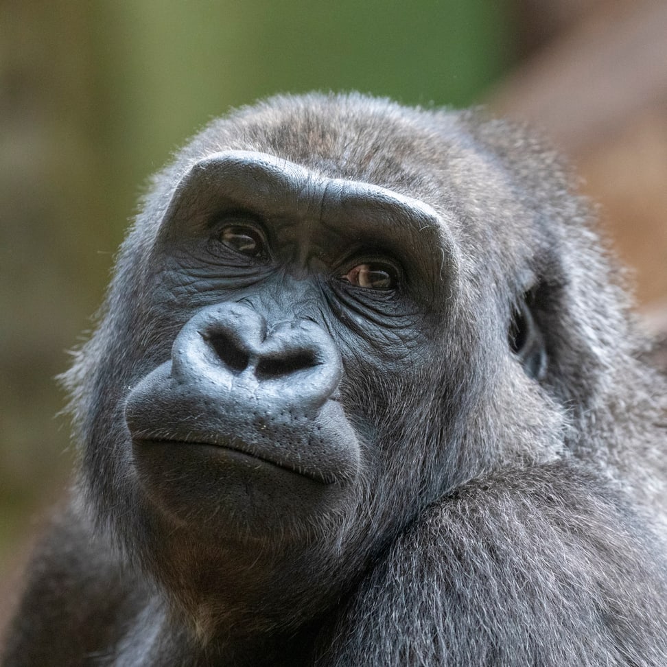 Westlicher Flachlandgorilla Haiba im Zoo Zürich.